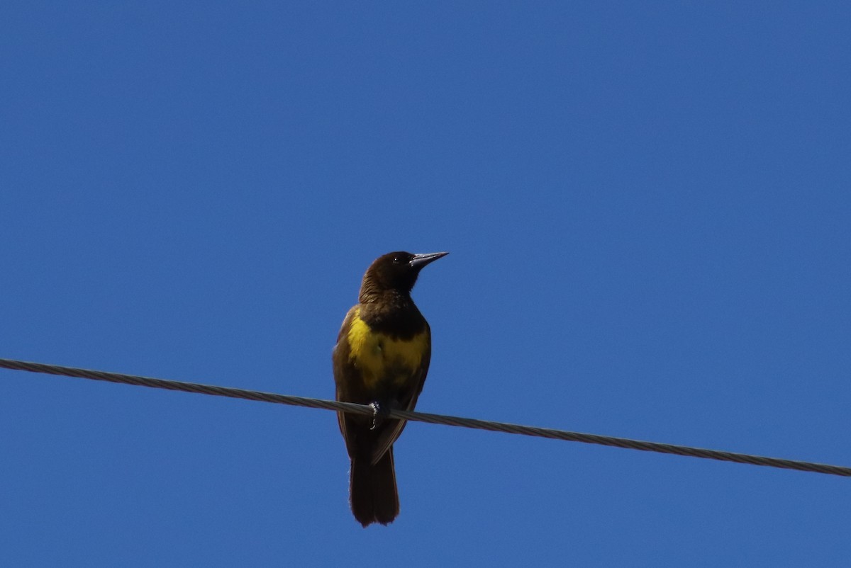 Brown-and-yellow Marshbird - ML646312909