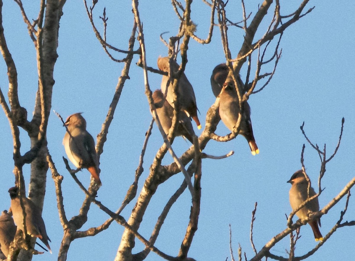 Bohemian Waxwing - ML646312910