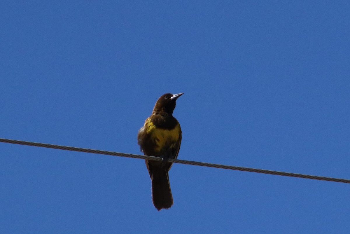 Brown-and-yellow Marshbird - ML646312911