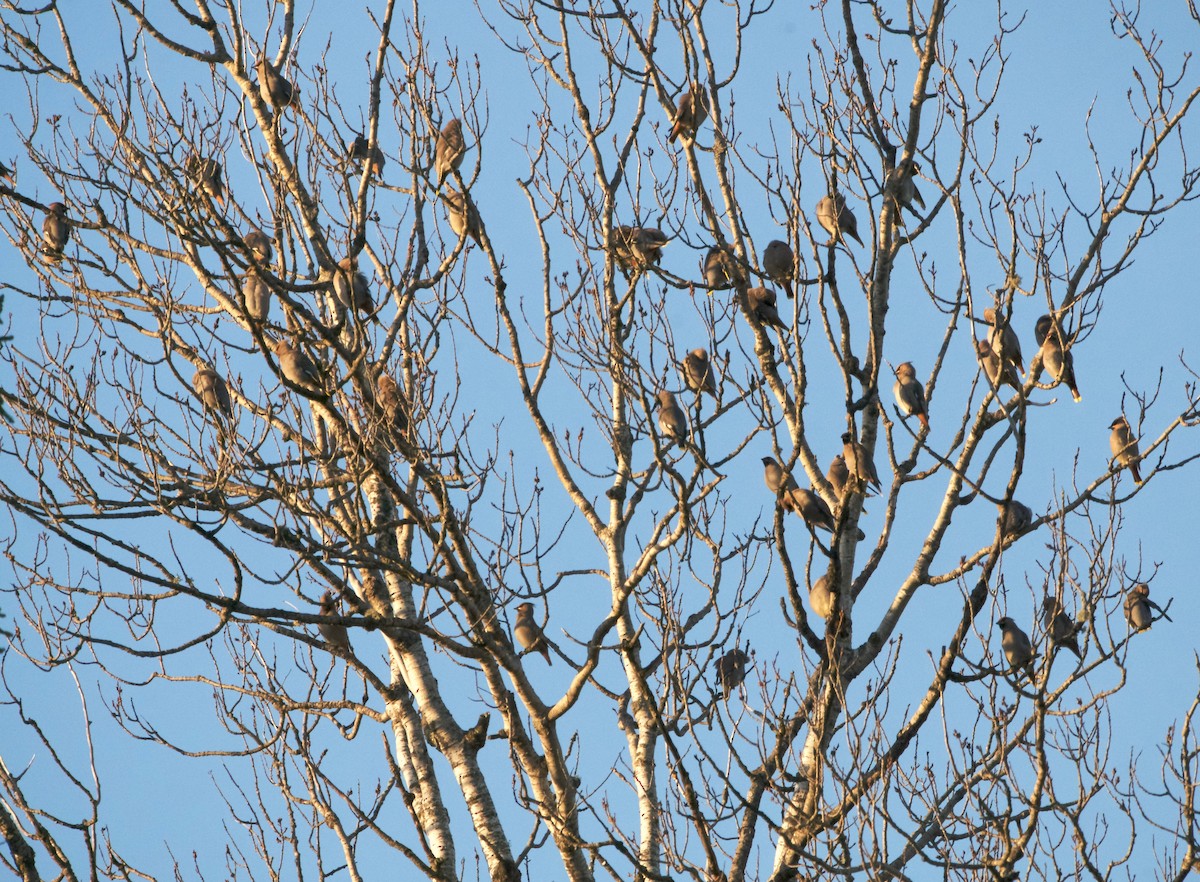 Bohemian Waxwing - ML646312912