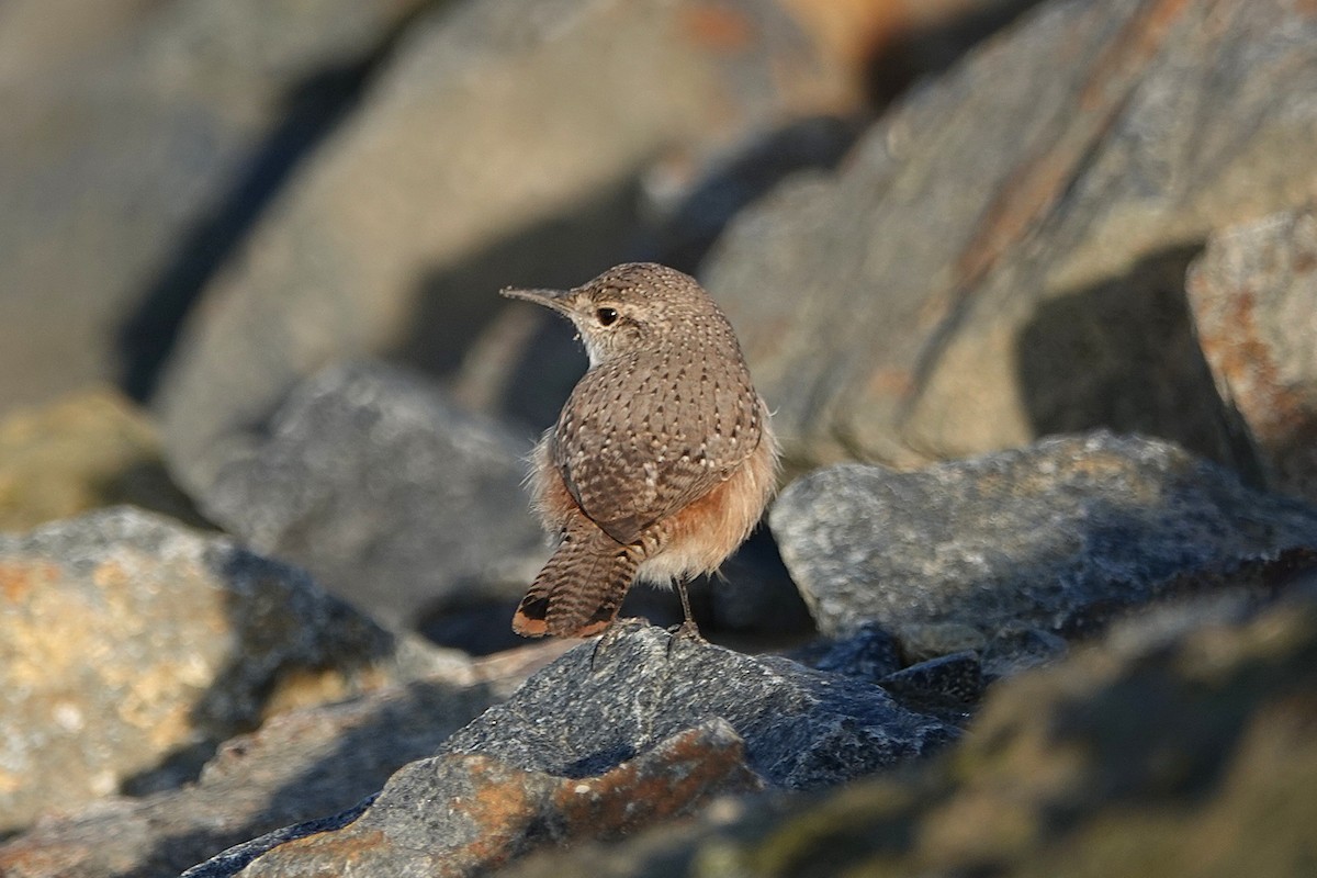 Rock Wren - ML646312913