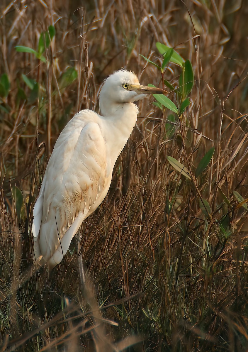 Eastern Cattle-Egret - ML646312927