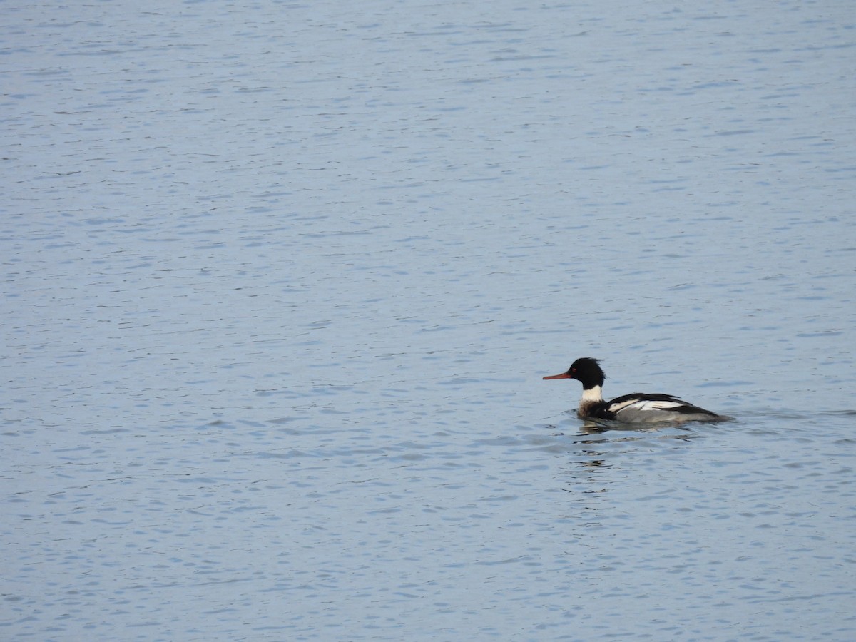 Red-breasted Merganser - ML646312930