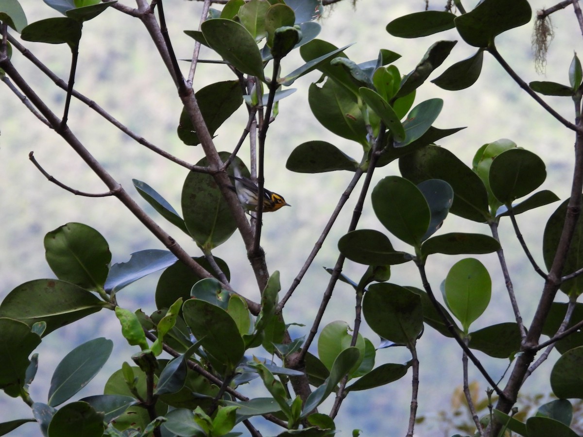 Reinita Gorjinaranja - ML646312948