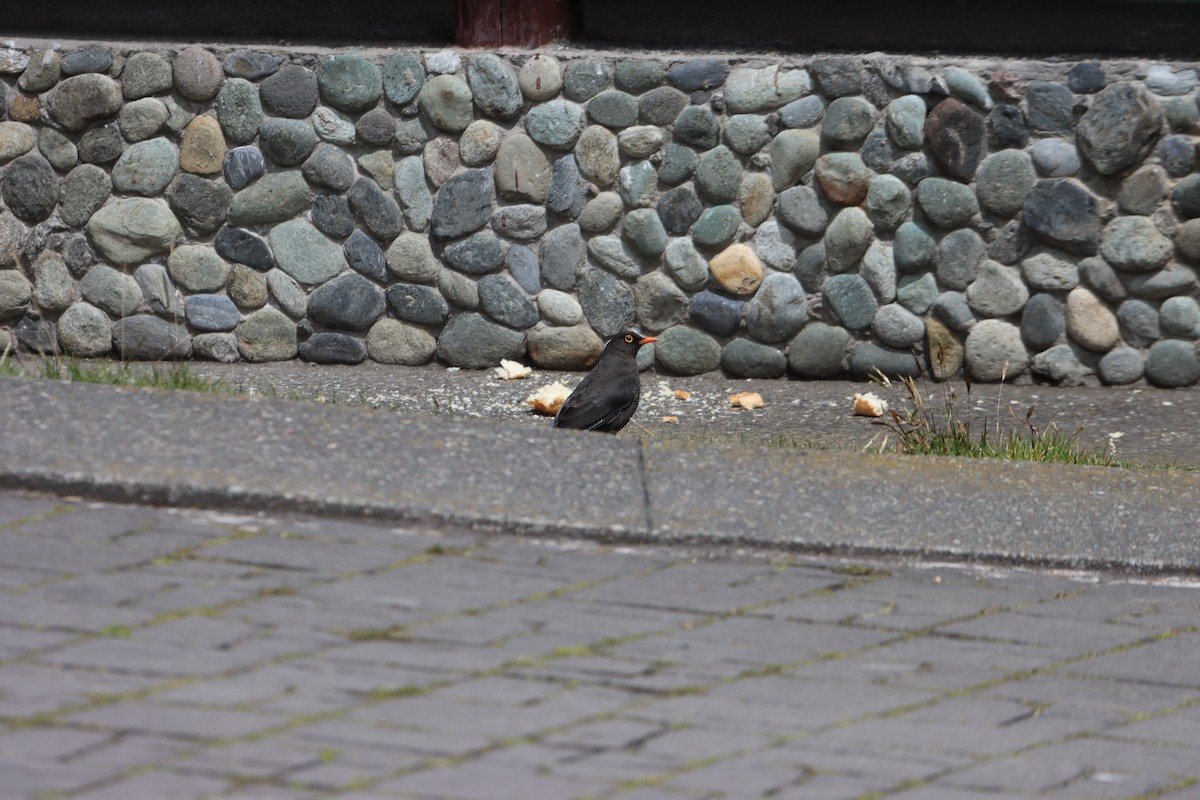 Great Thrush - ML646312949