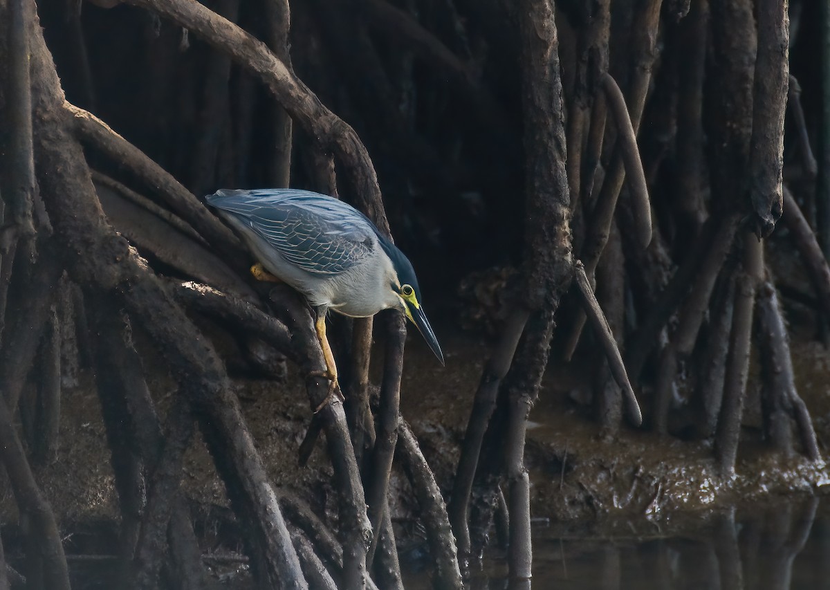 Little Heron - ML646312950
