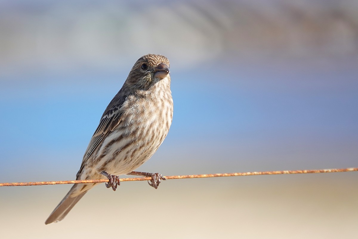 House Finch - ML646312951