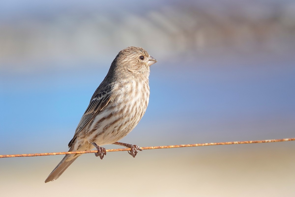 House Finch - ML646312952