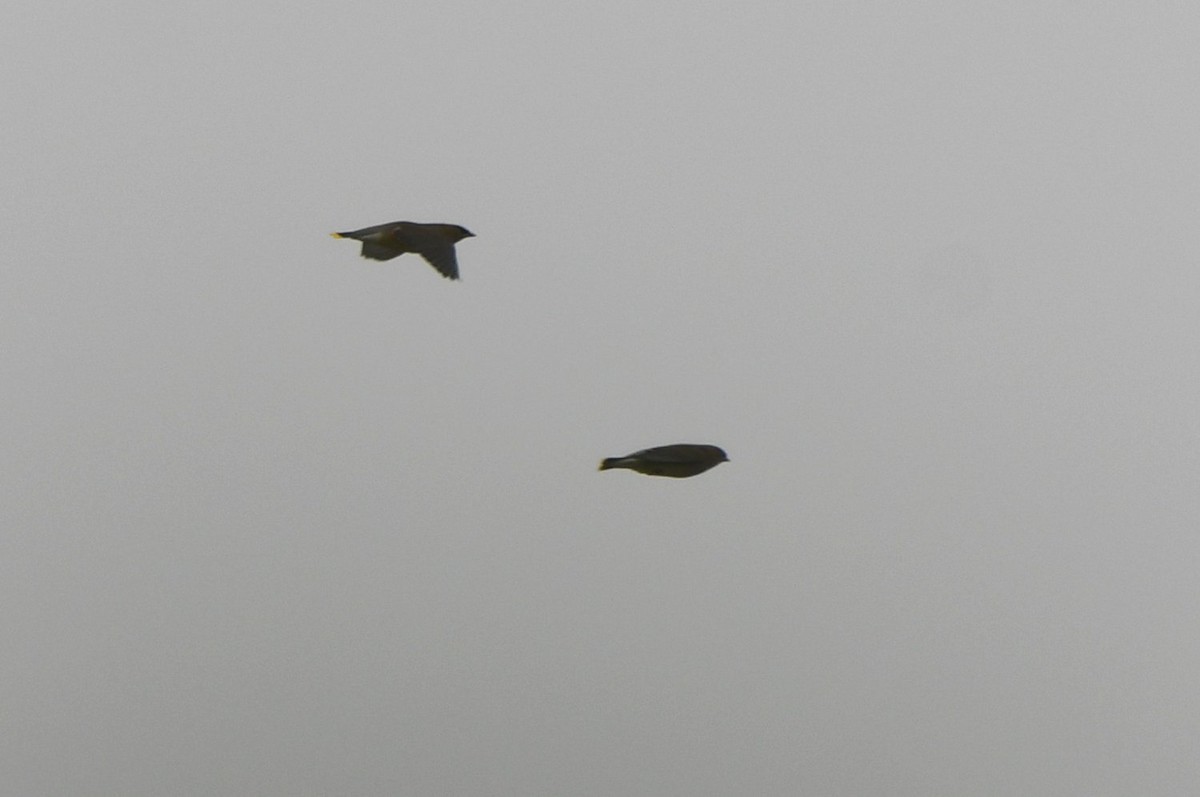 ヒメレンジャク - ML646312956