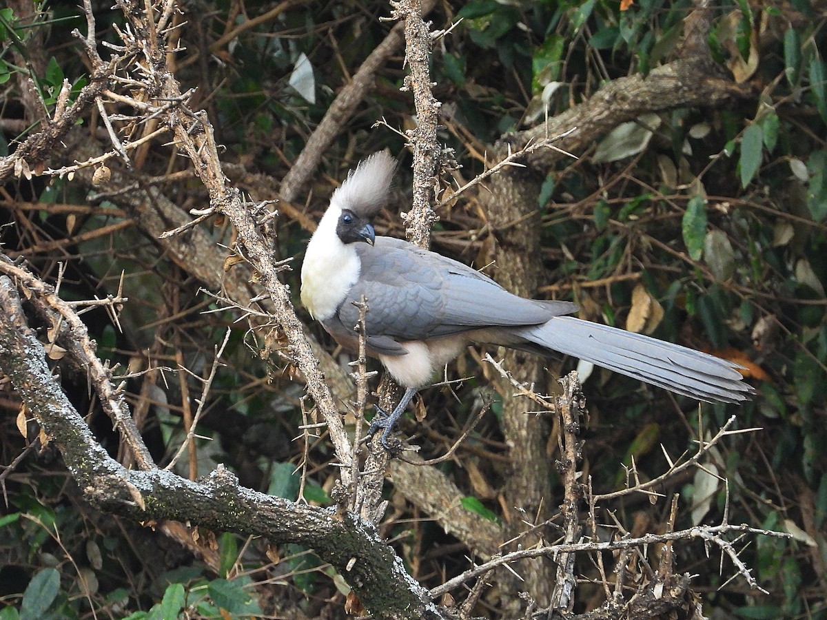 Bare-faced Go-away-bird - ML646312957