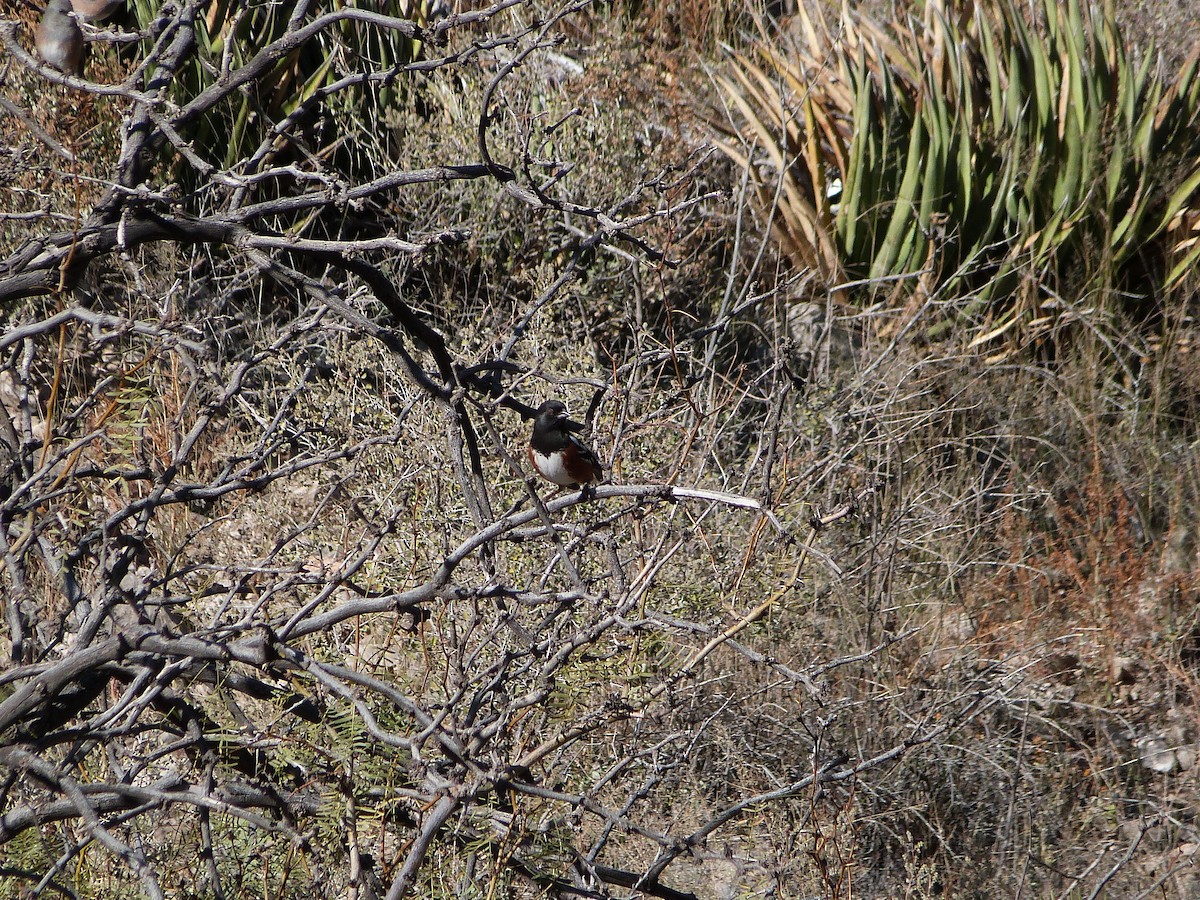Spotted Towhee - ML646312958