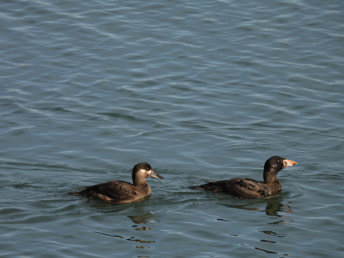 Surf Scoter - ML646312959