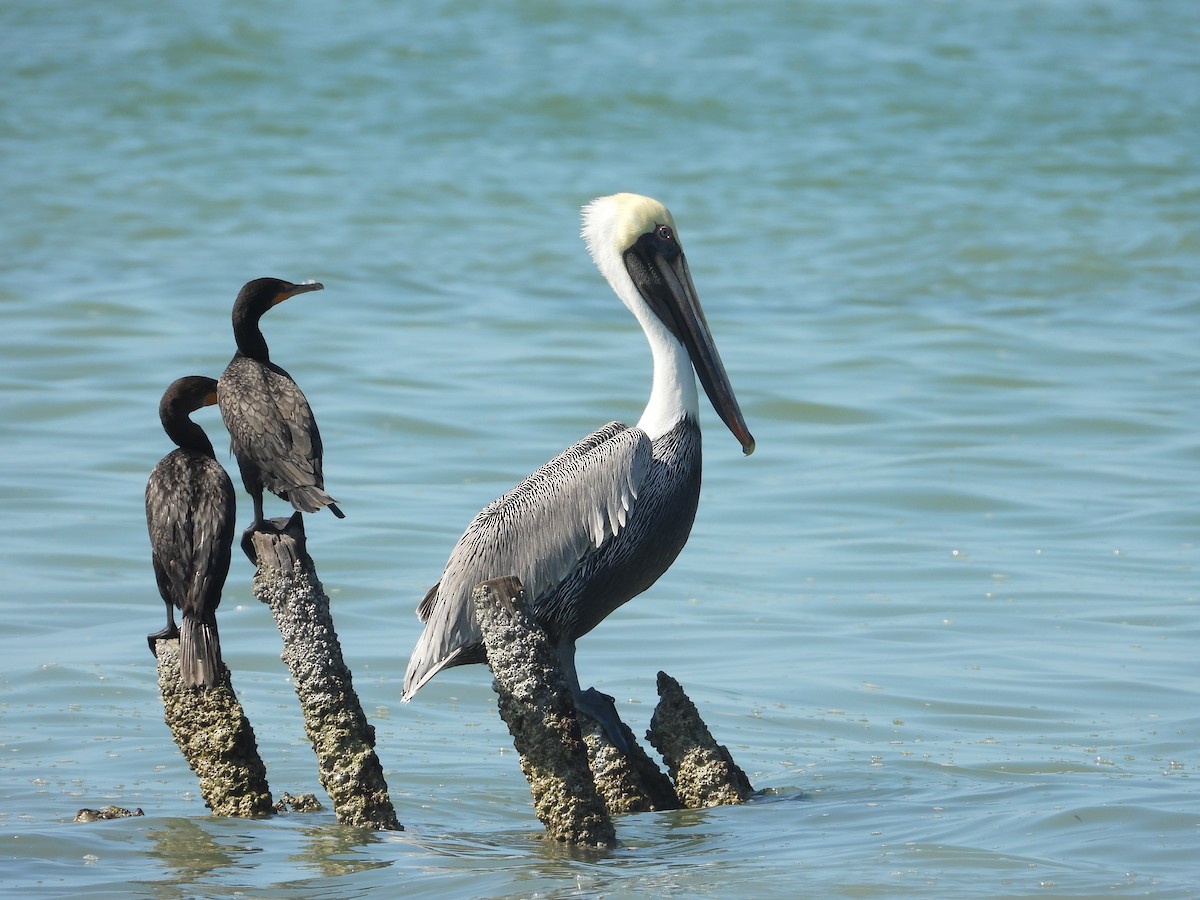 pelikán hnědý - ML646312960