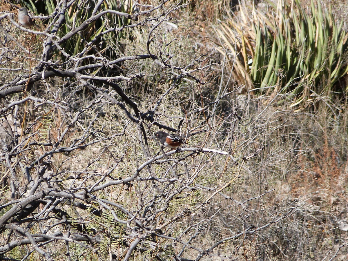 Spotted Towhee - ML646312963