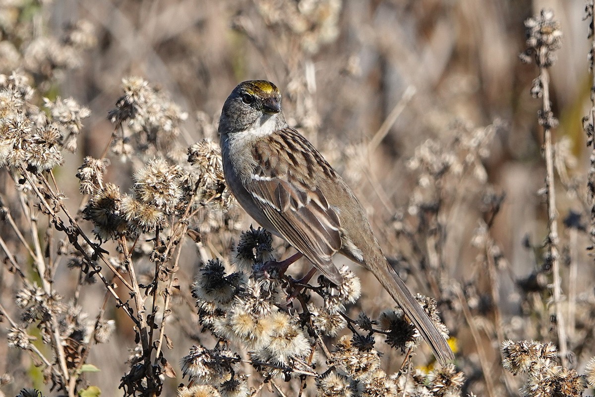 Golden-crowned Sparrow - ML646312964