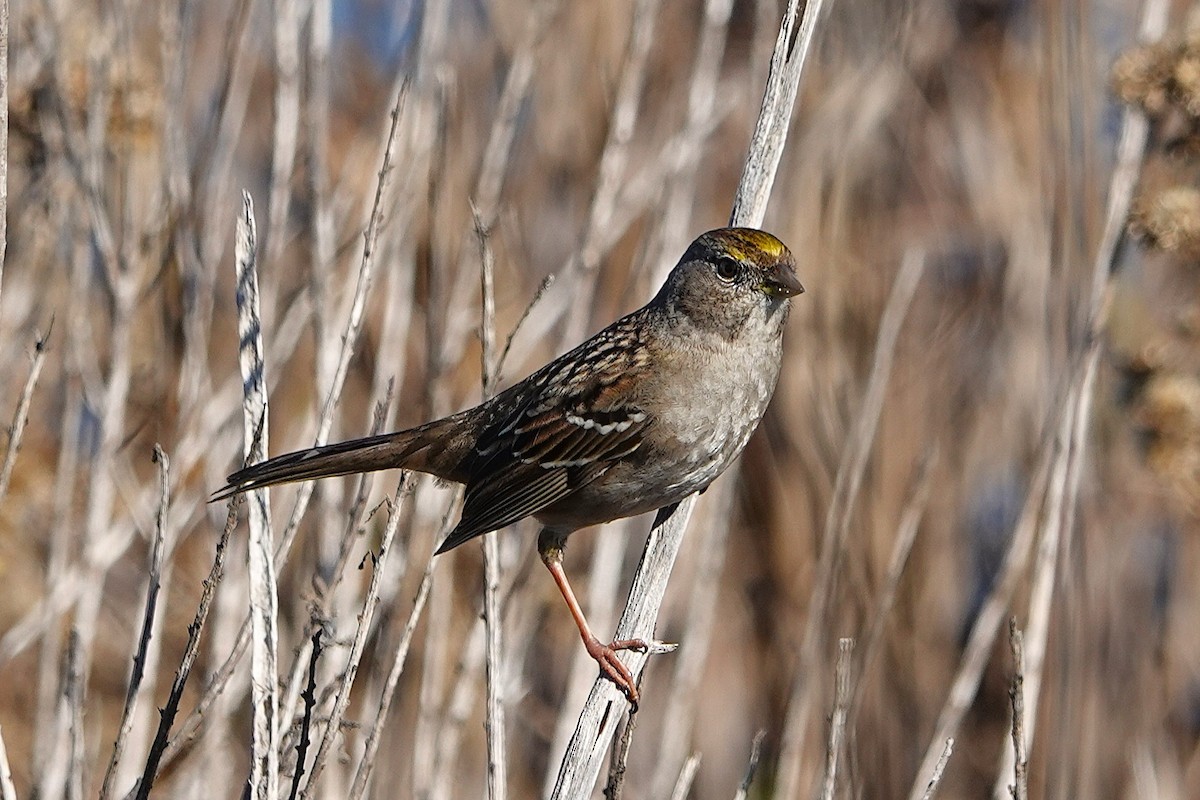 Golden-crowned Sparrow - ML646312965
