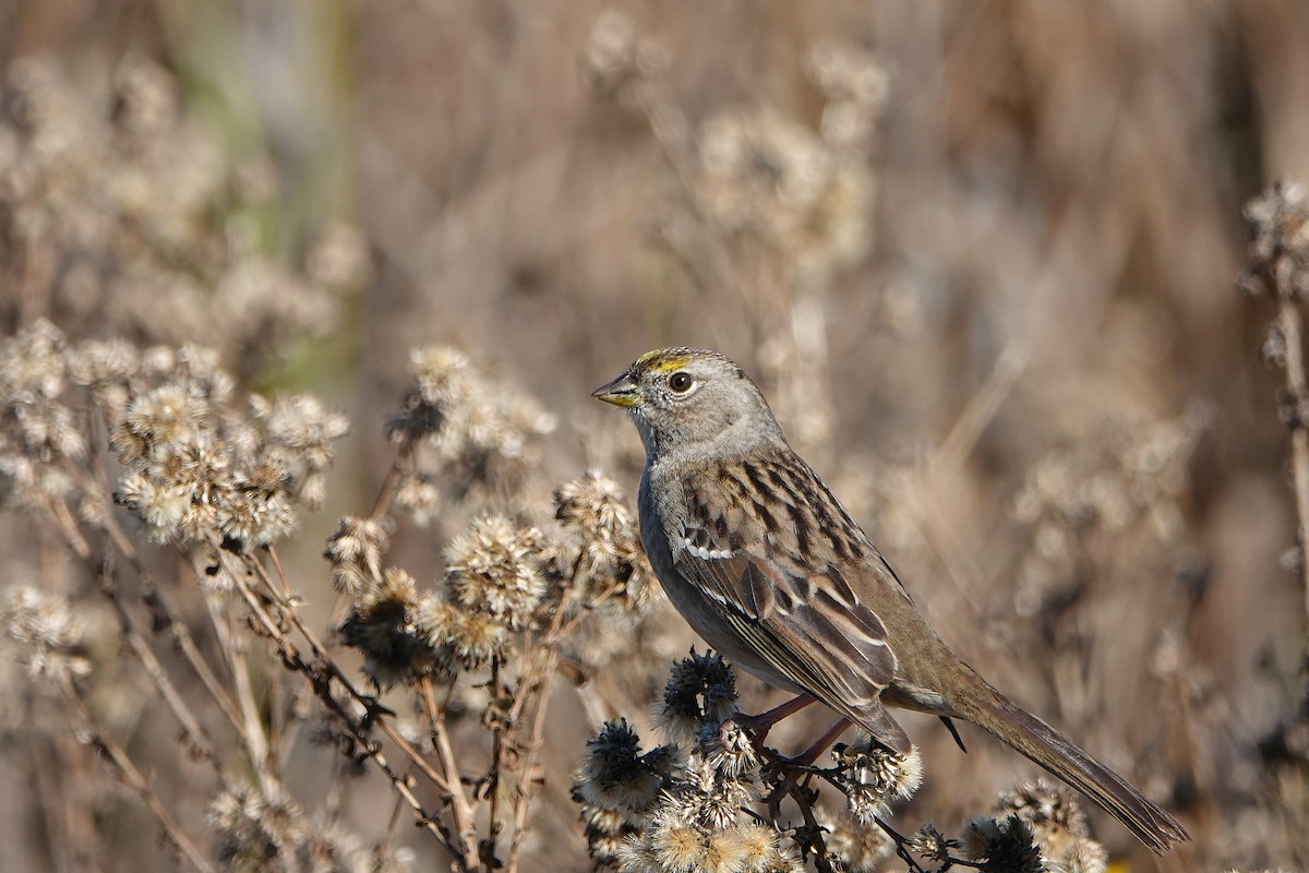 Golden-crowned Sparrow - ML646312966
