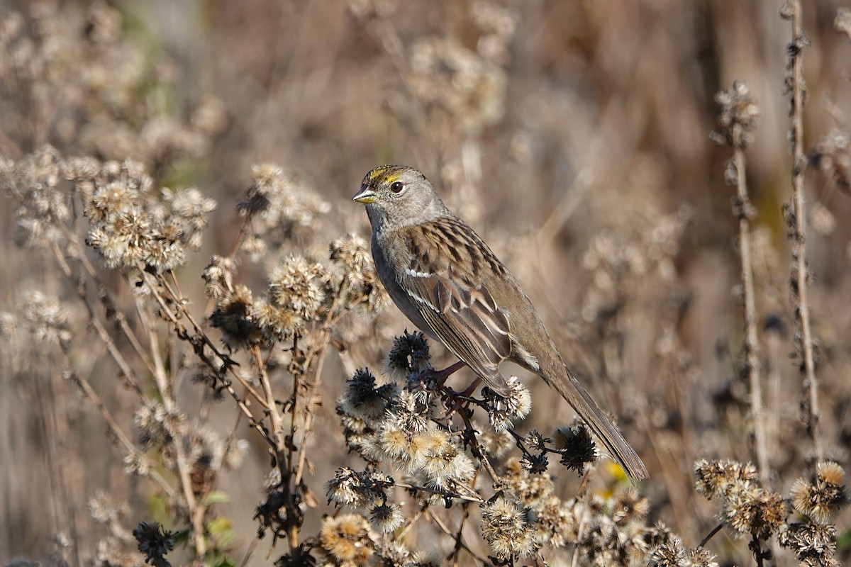 Golden-crowned Sparrow - ML646312967