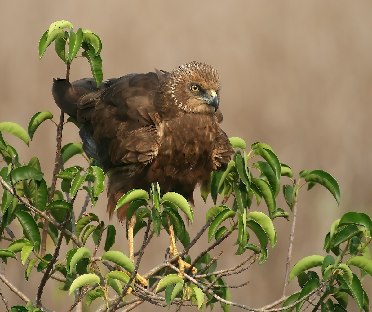 Western Marsh Harrier - ML646312969