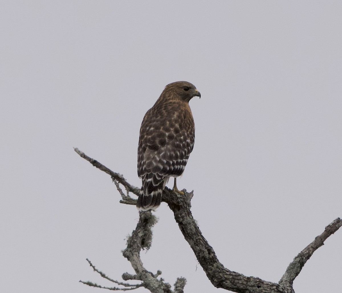 Buse à épaulettes - ML646312970