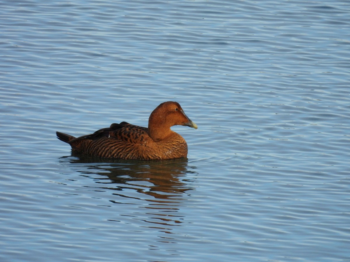 Common Eider - ML646312973
