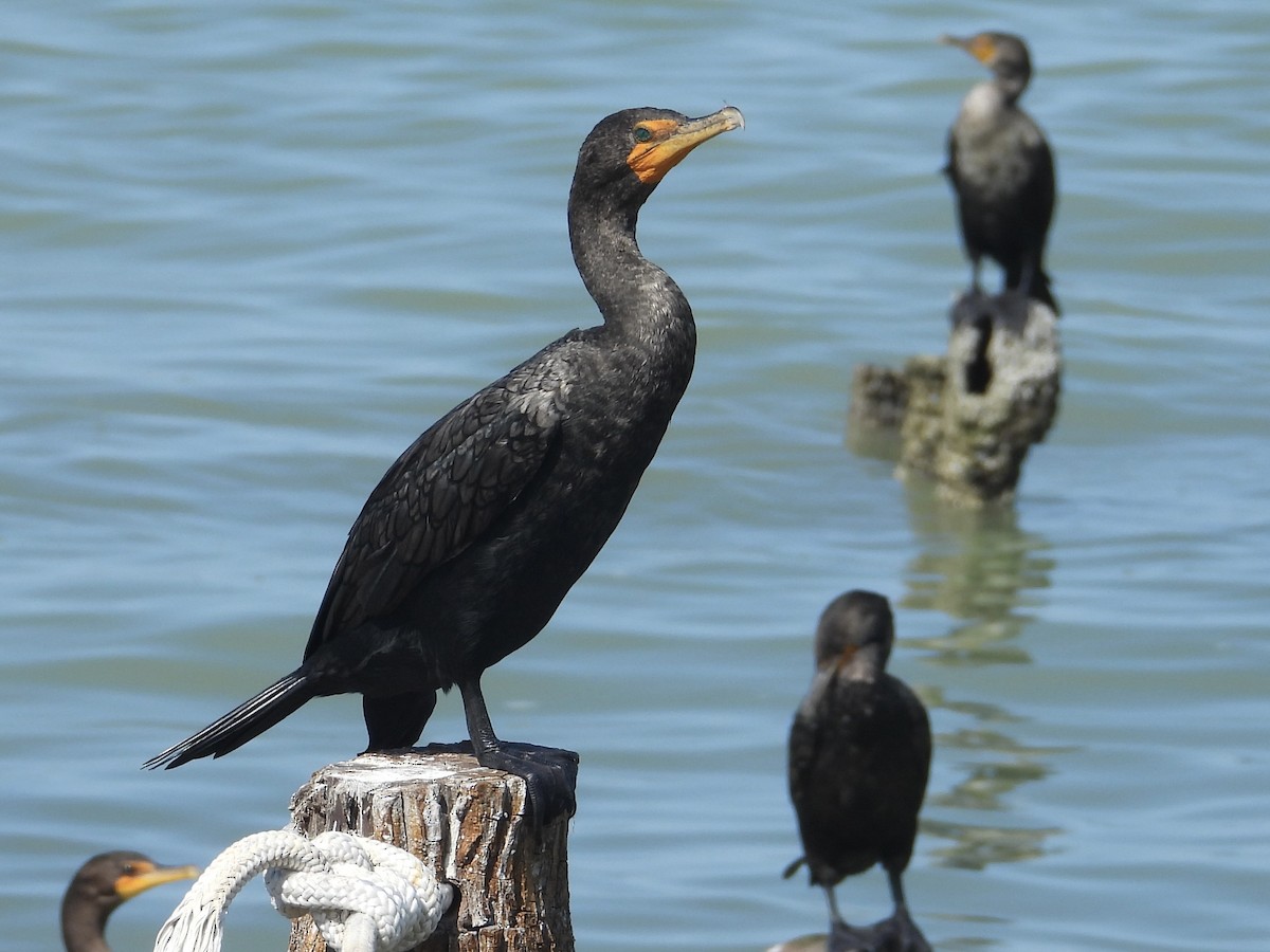 kormorán ušatý - ML646312974