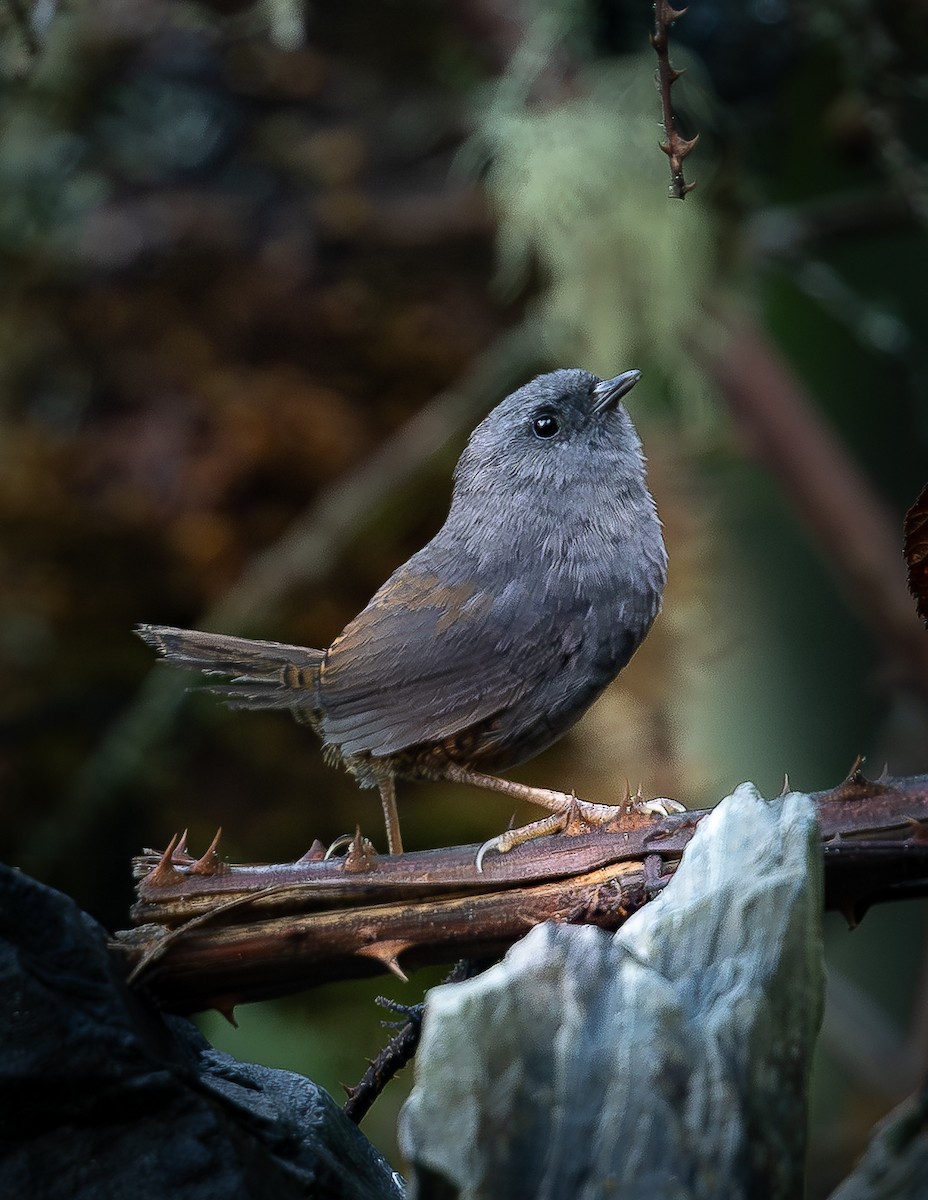 Puna Tapaculo - ML646312976