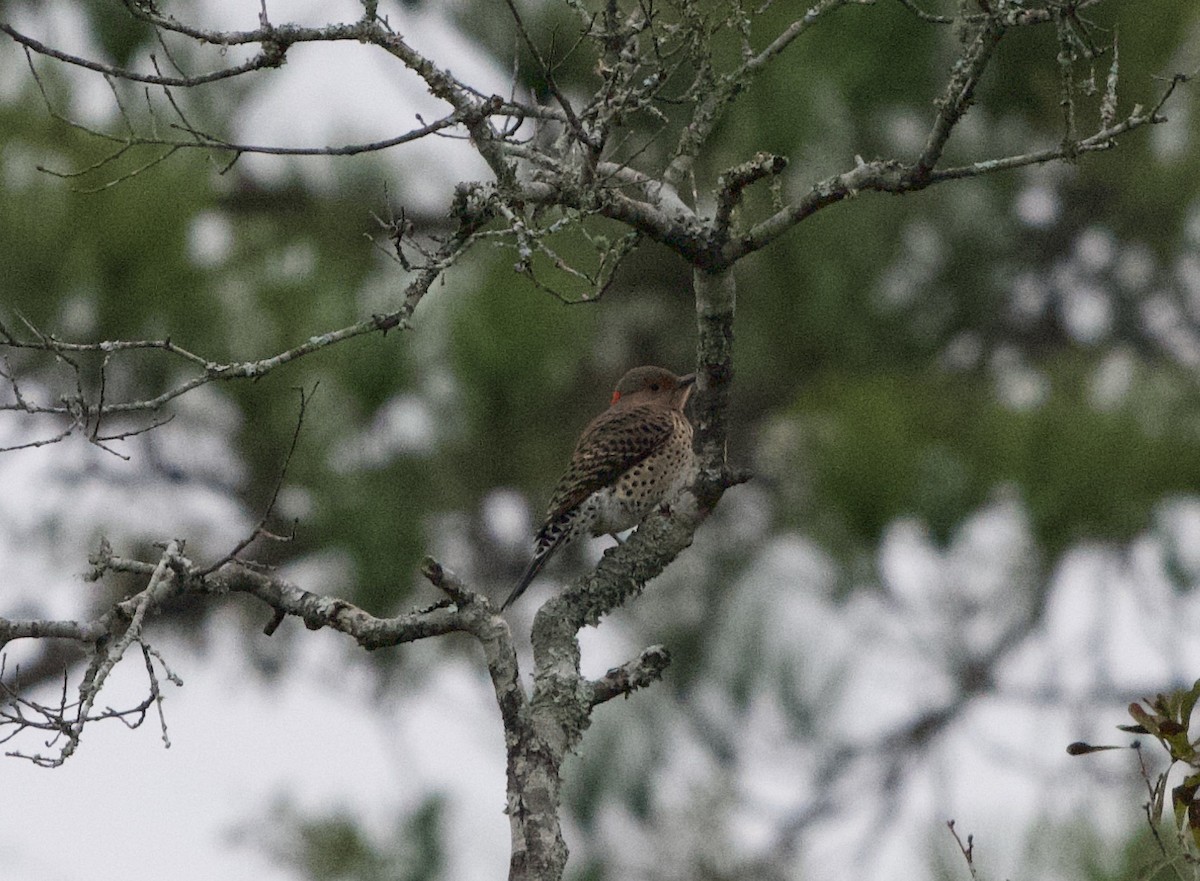 Pic flamboyant - ML646312977