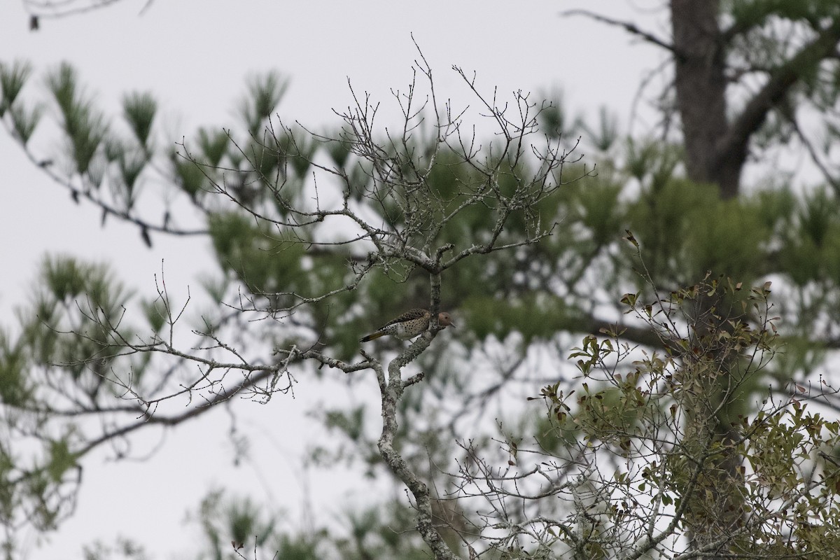 Pic flamboyant - ML646312978