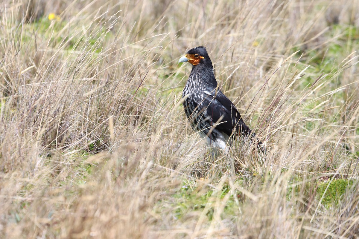 Carunculated Caracara - ML646312983