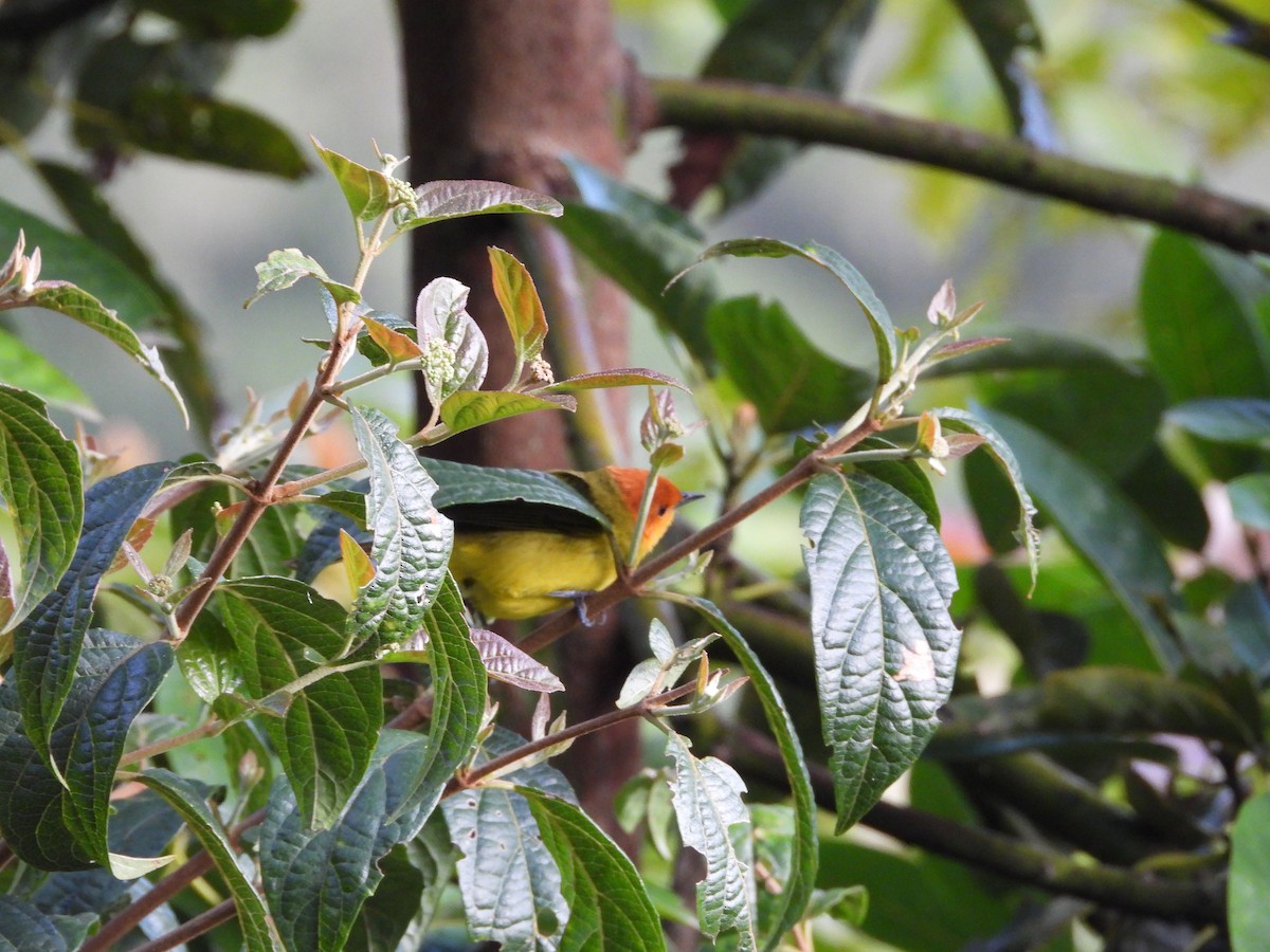 Rust-and-yellow Tanager - ML646312984