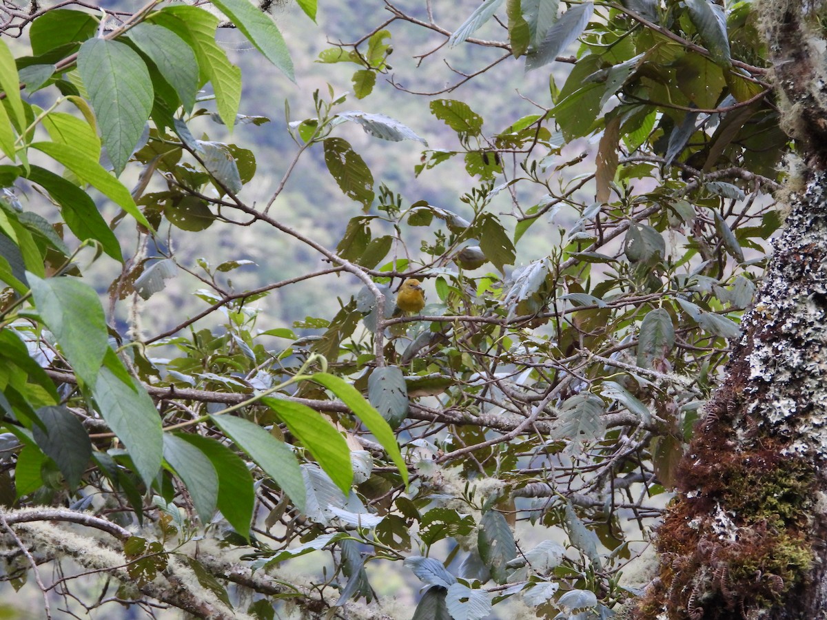 Rust-and-yellow Tanager - ML646312985