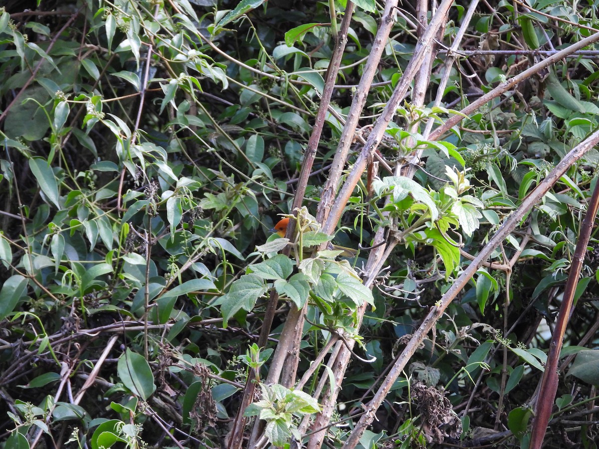 Rust-and-yellow Tanager - ML646312986