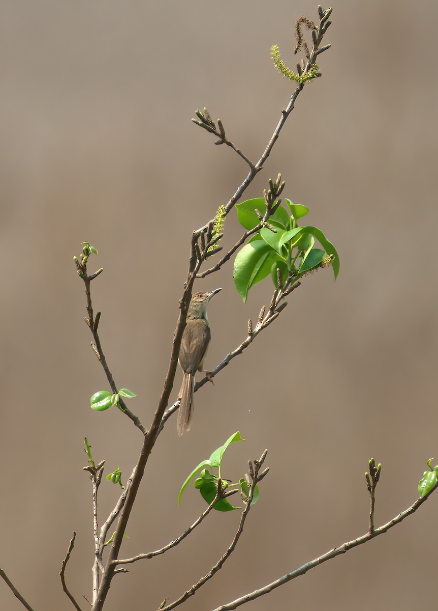 Plain Prinia - ML646312995