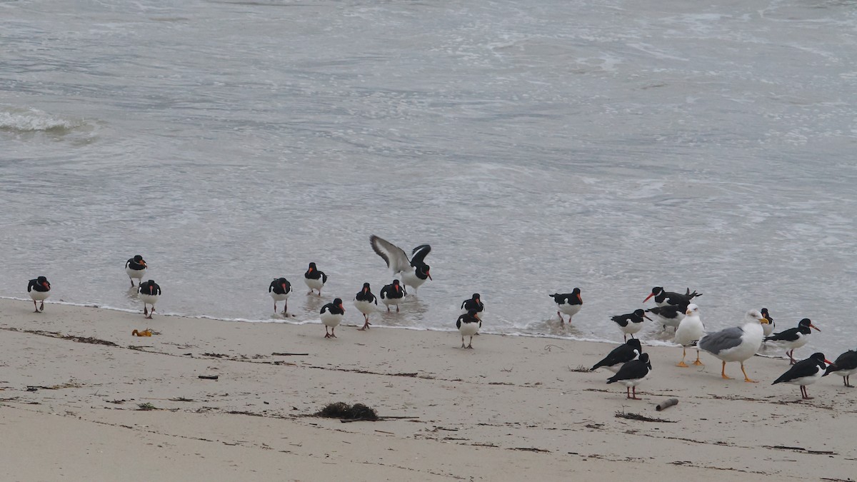 ミヤコドリ - ML646312996