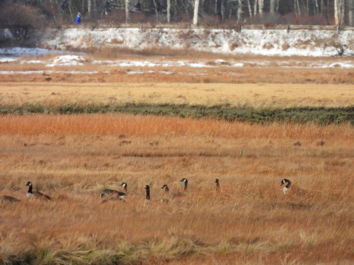Canada Goose - ML646312997