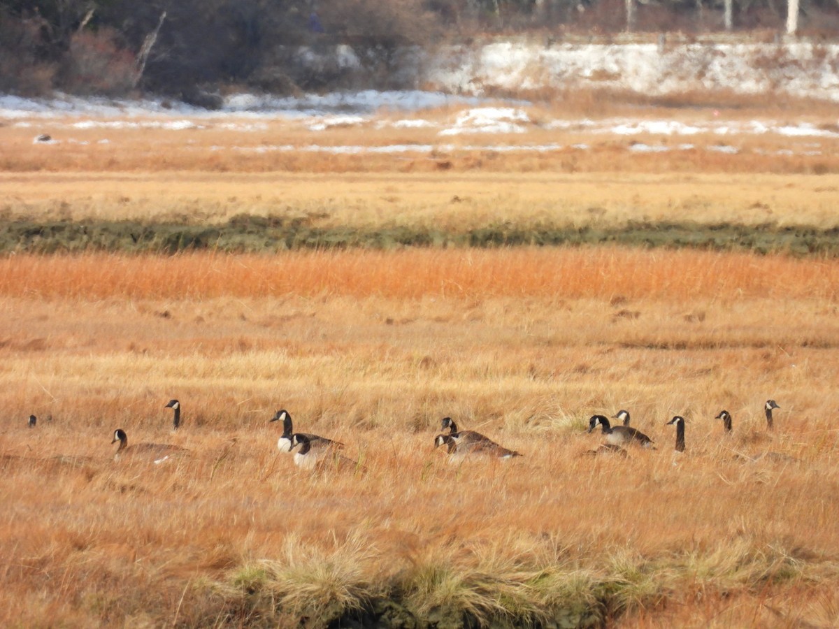 Canada Goose - ML646312998