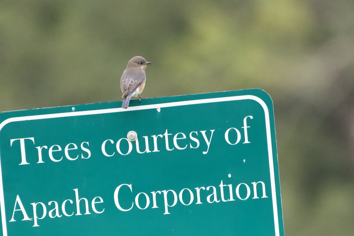 Merlebleu de l'Est - ML646312999