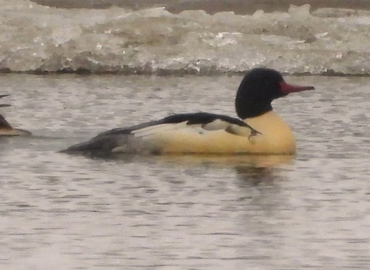 Common Merganser - ML646313000