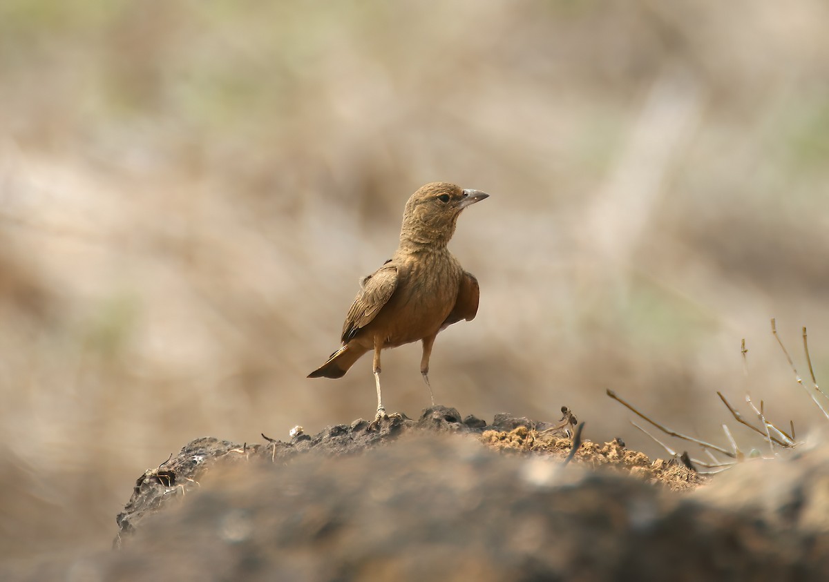 Rufous-tailed Lark - ML646313003