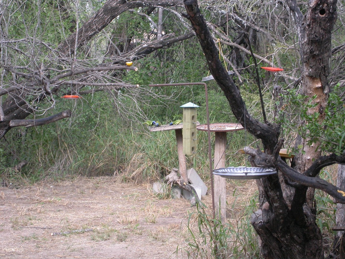 Geai vert - ML646313006