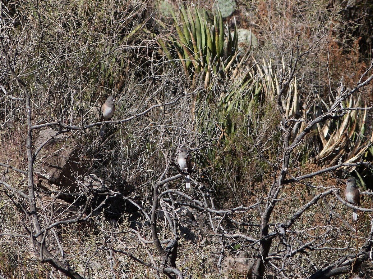 Dark-eyed Junco - ML646313011
