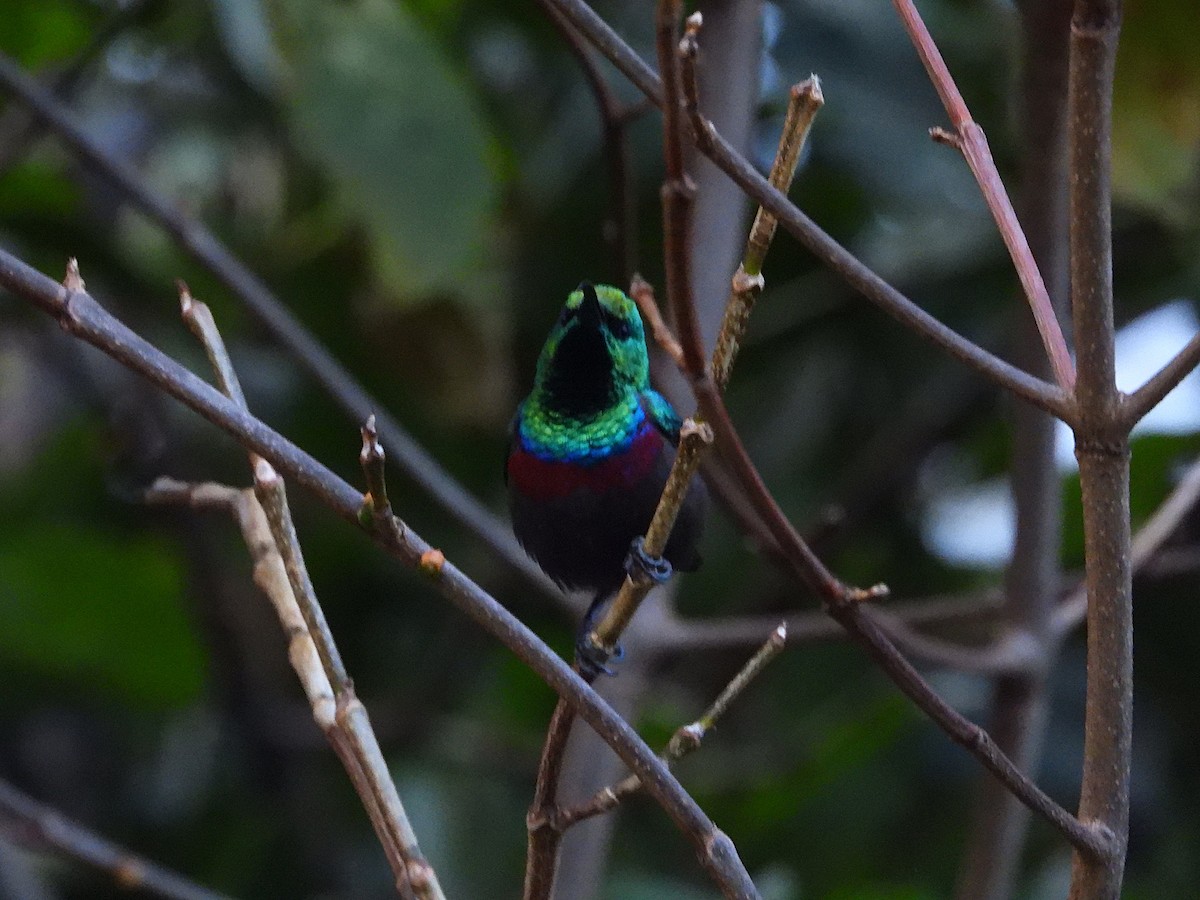 Marico Sunbird - ML646313012