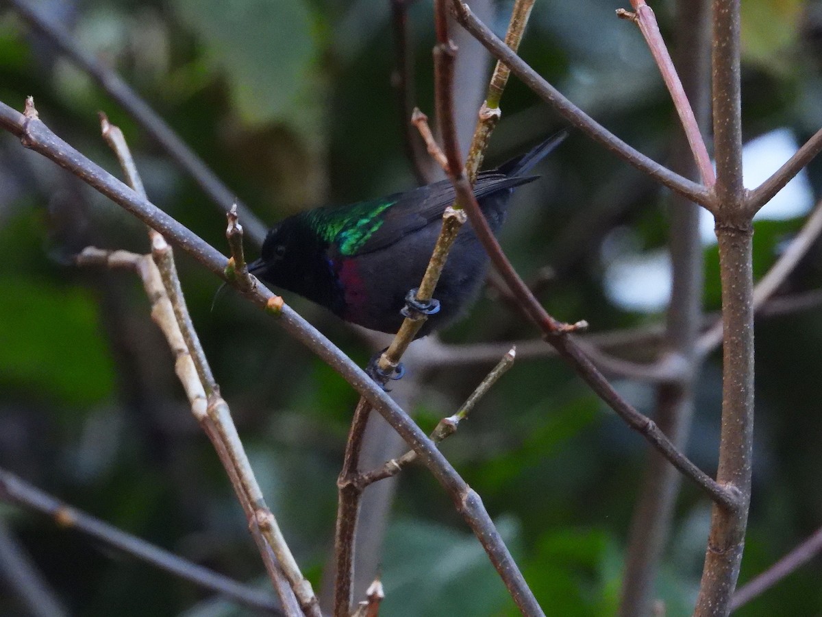 Marico Sunbird - ML646313014