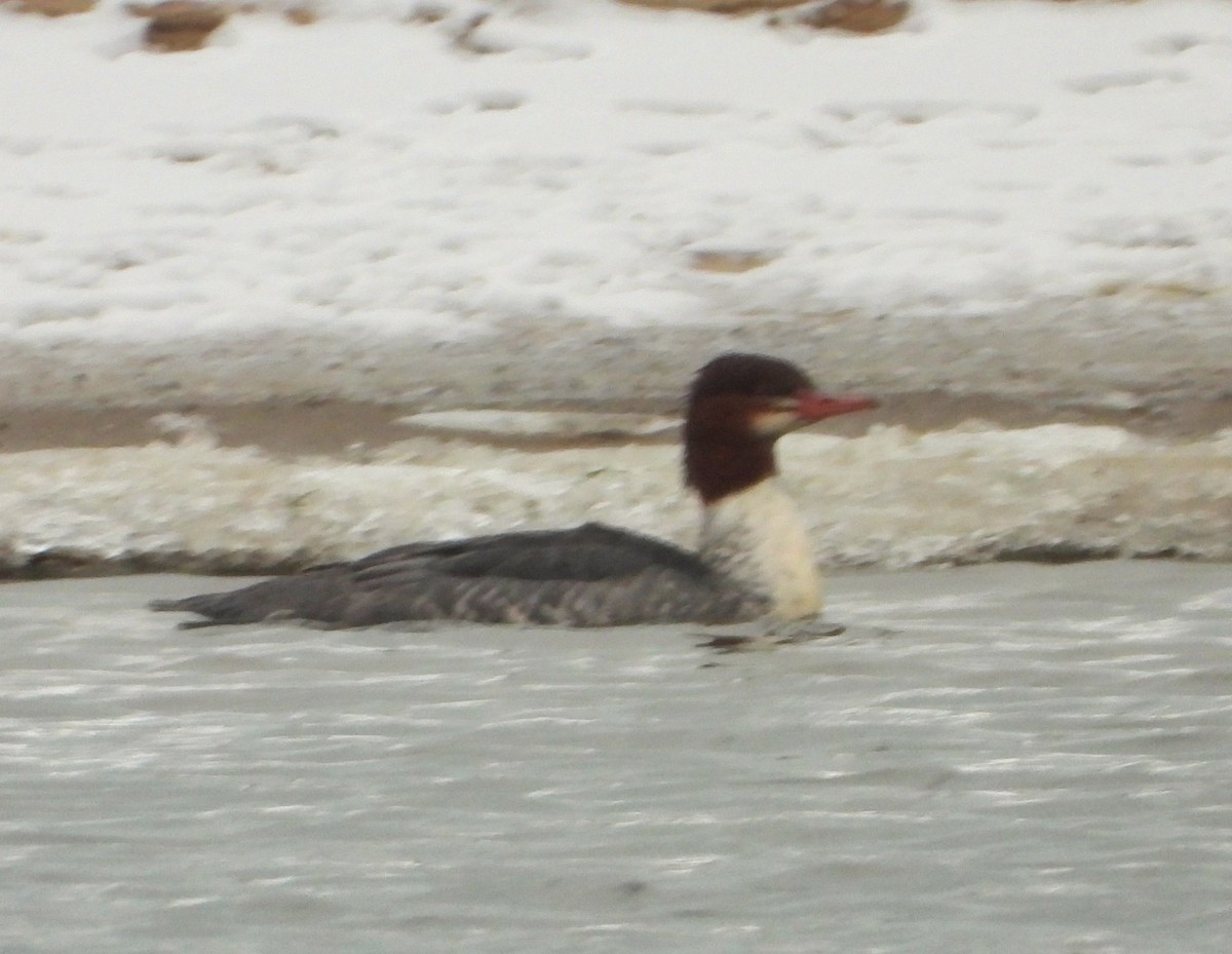 Common Merganser - ML646313016