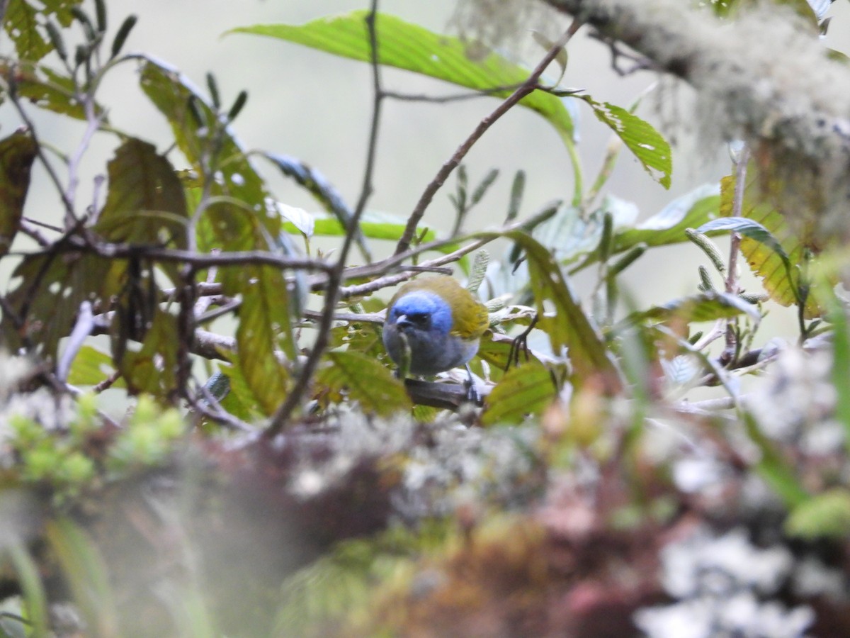 Blue-capped Tanager - ML646313017
