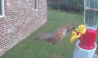 Rufous Hummingbird - ML646313020