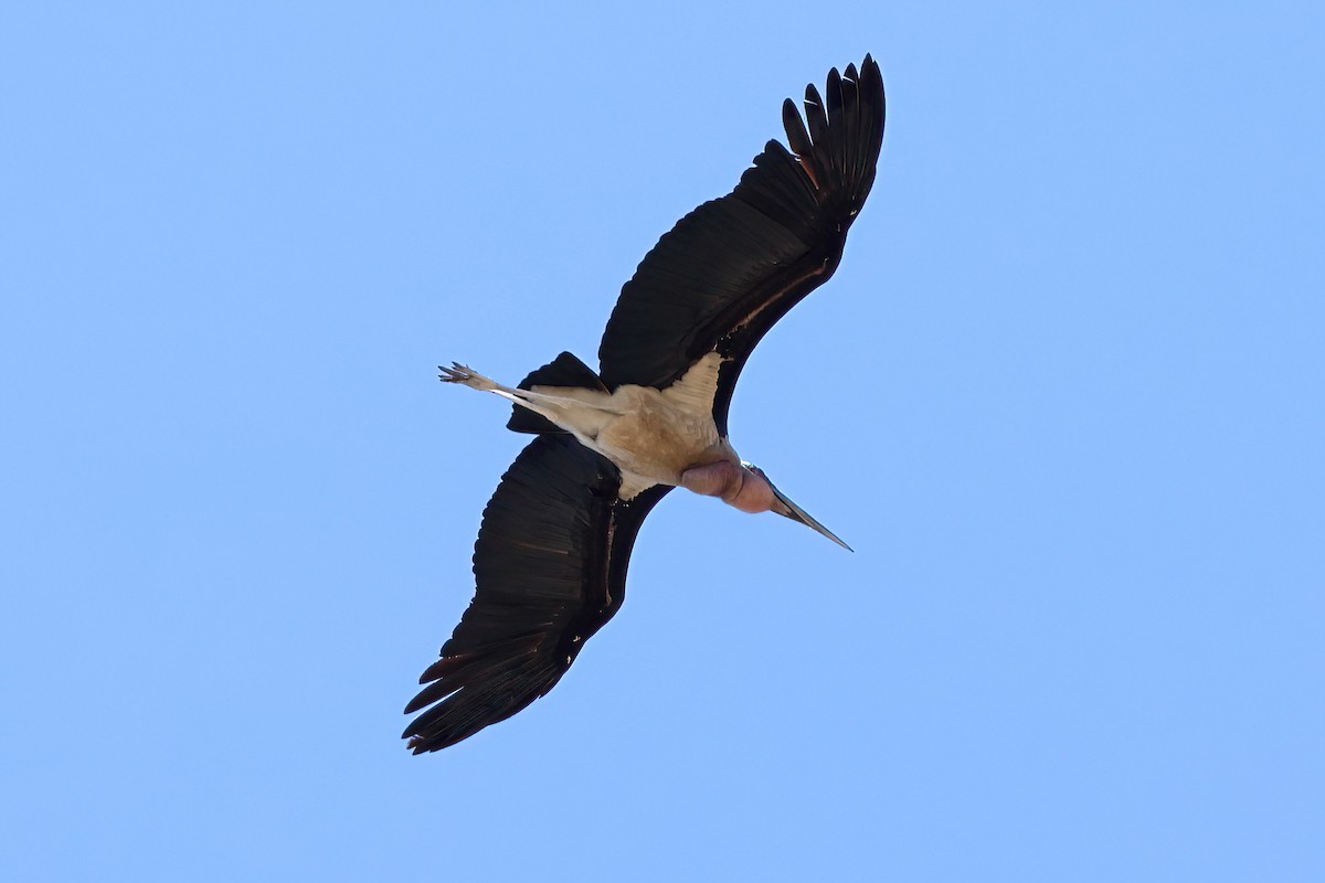 Marabou Stork - ML646313025