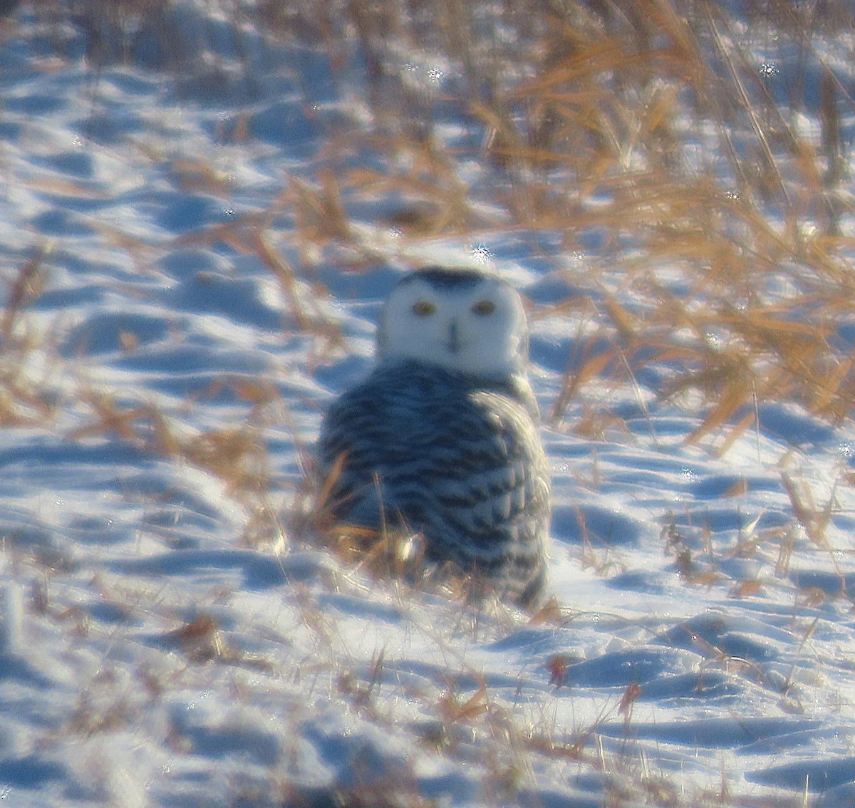 Snowy Owl - ML646313026