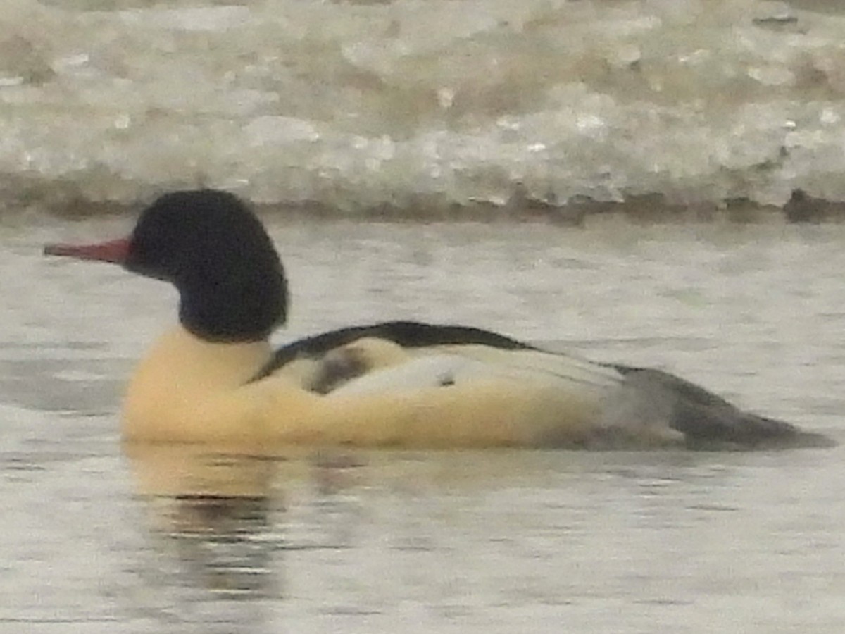 Common Merganser - ML646313031
